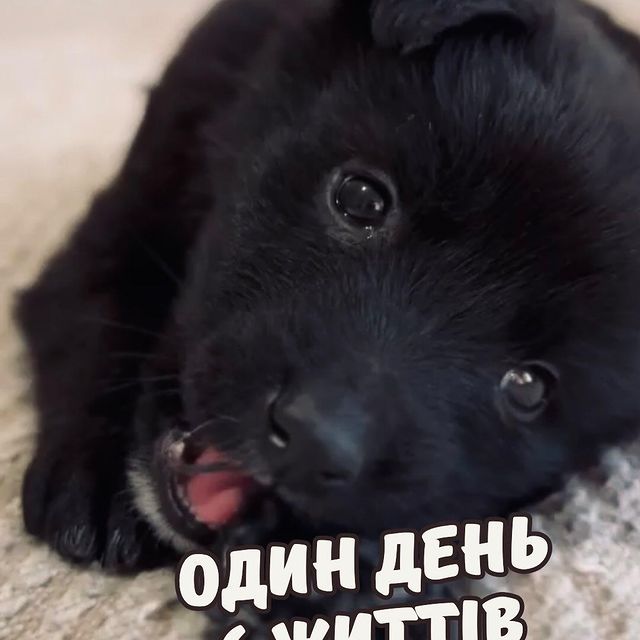 ...